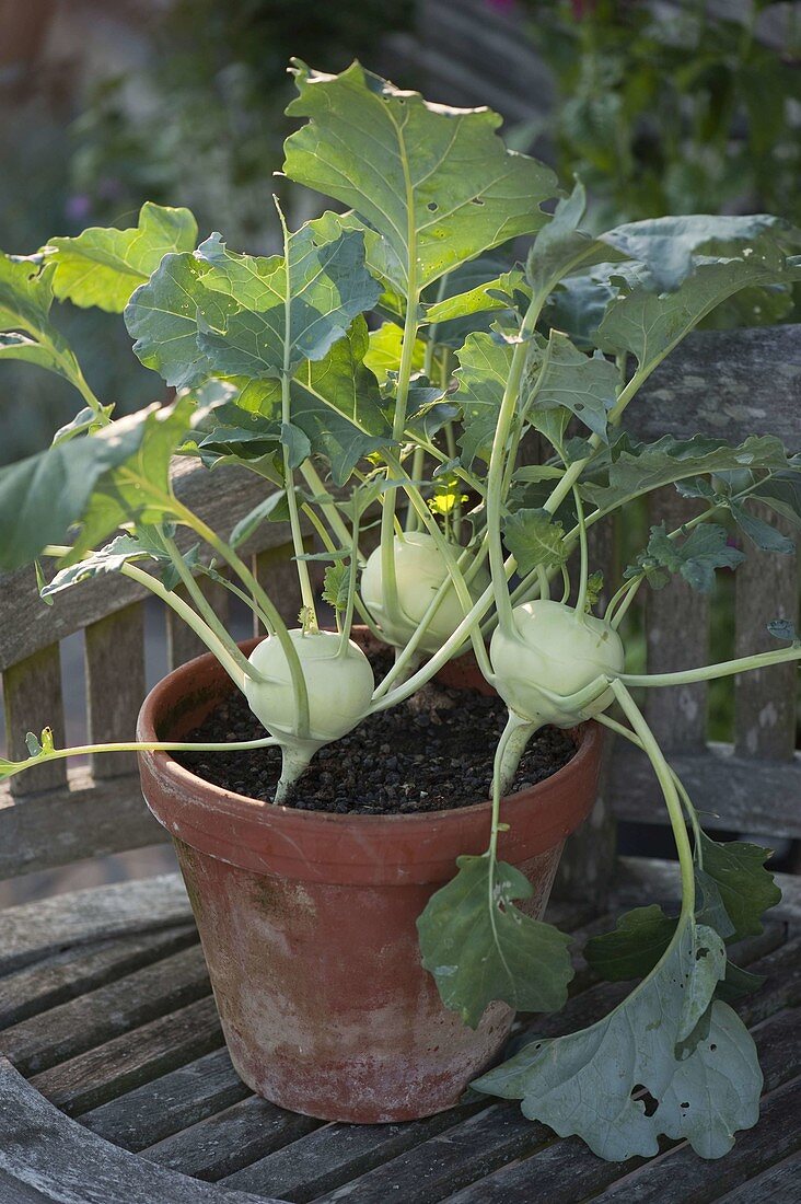 Kohlrabi (Brassica oleracea var. Gongylodes) in clay pot