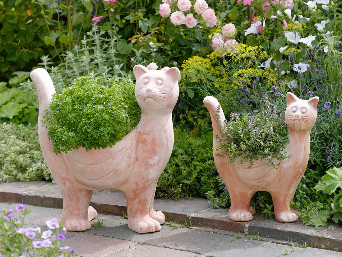 Terracotta - Katzen bepflanzt mit Mini - Basilikum 'Picolino'