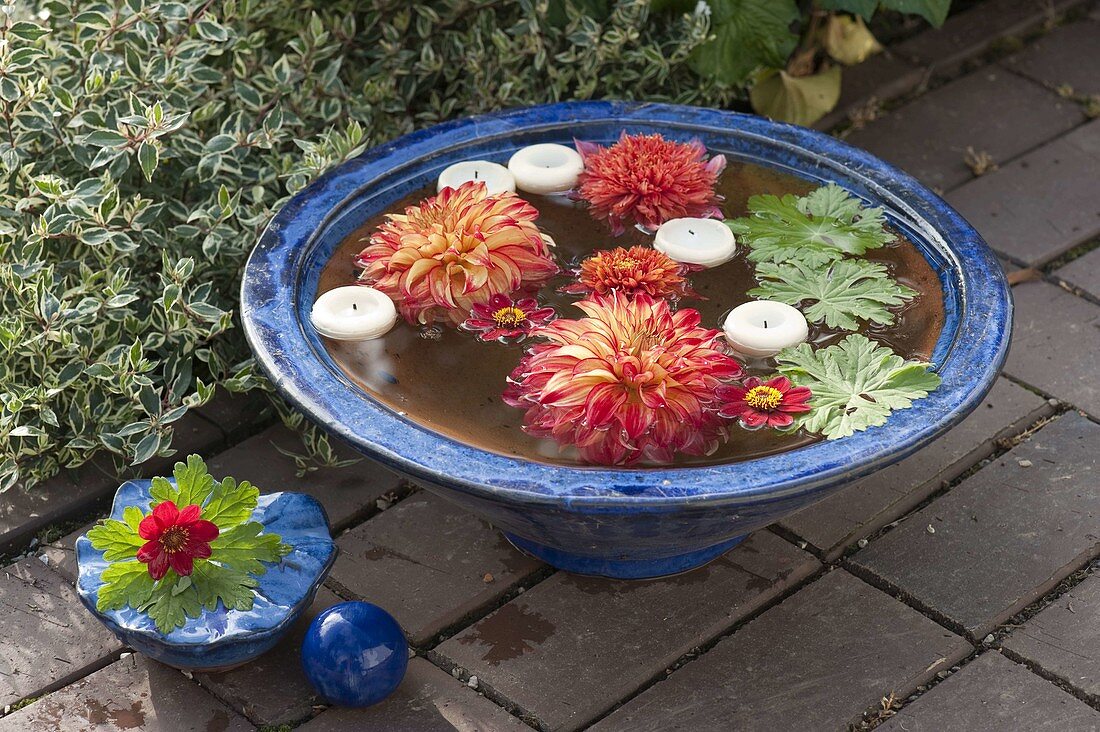 Blue bowl with floating Dahlia flowers
