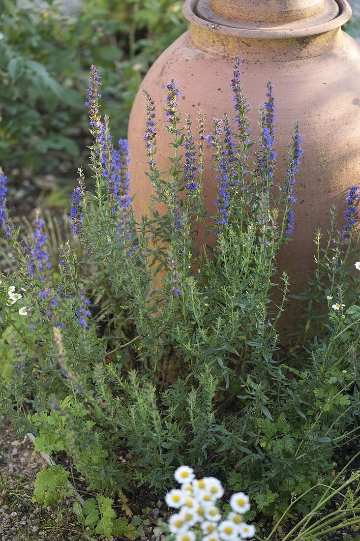 Blühender Ysop (Hyssopus officinalis) vor Rhabarbertopf im Beet