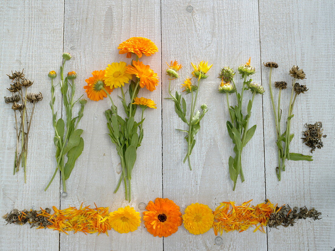 Ringelblumen Jahreslauf - Tableau