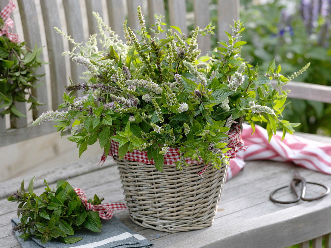 Various mints (Mentha) as a herb bouquet in the basket