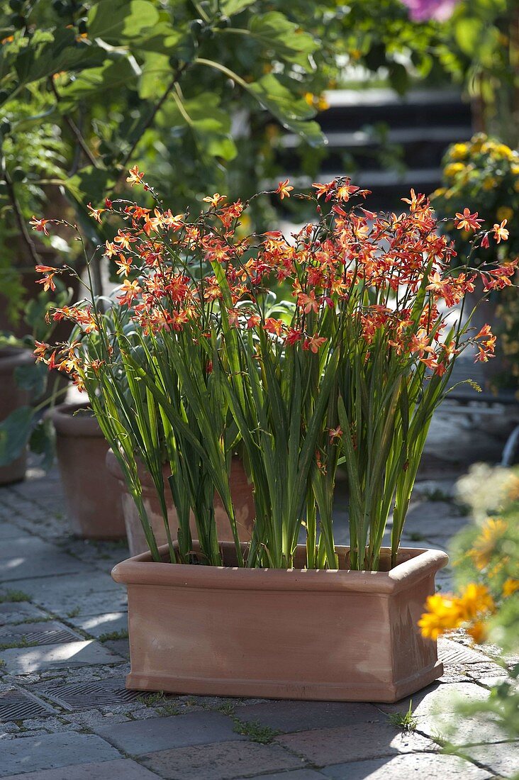 Crocosmia crocosmiiflora 'Babylon' (Montbretien) im Terracottakasten