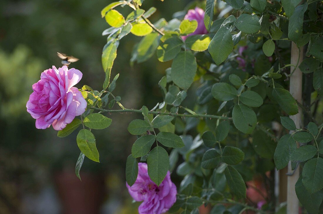 Rose 'Gertrude Jekyll', fragrant, robust, often flowering