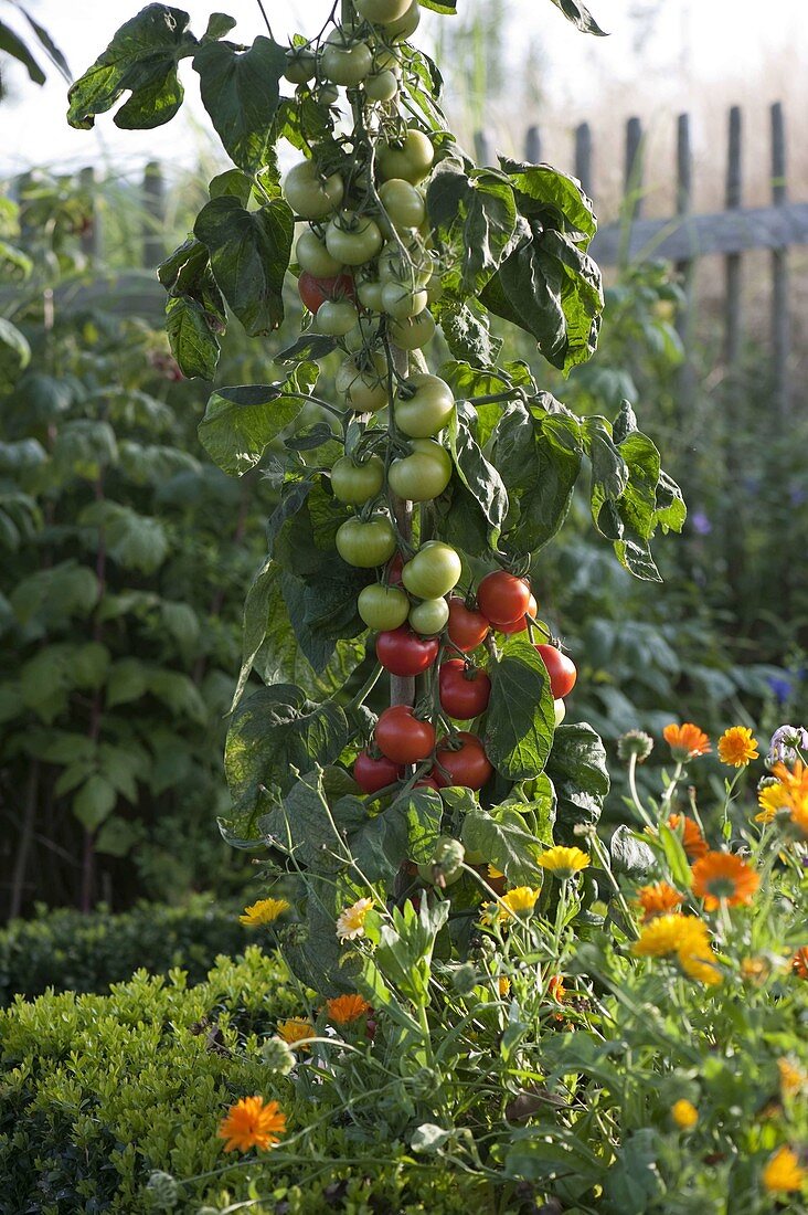Tomate Salattomate 'Pol Robson' rotbraun von Arche Noah