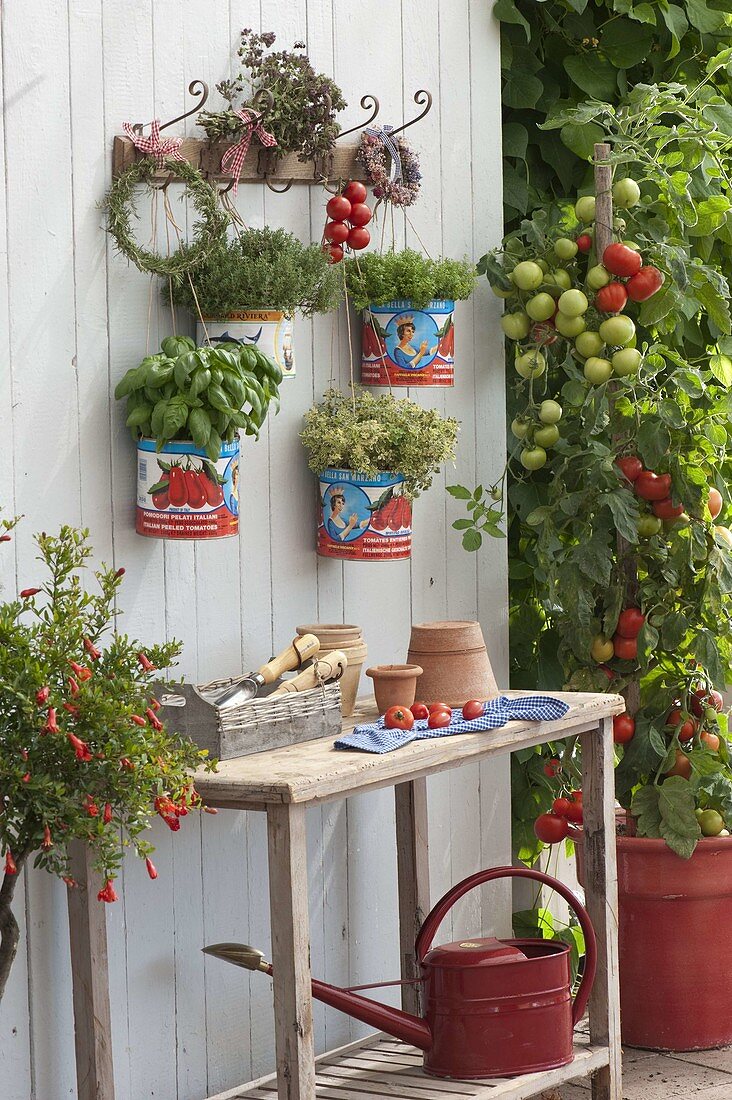 Empty tomato cans as pots for basil, thyme