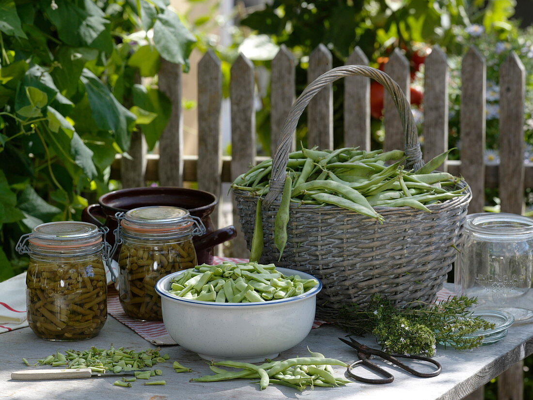 Canning beans, freshly harvested and cut fire beans