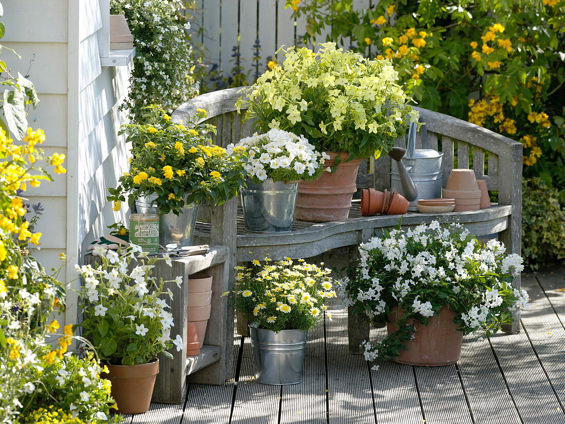 Weiß-gelbe Terrasse: Argyranthemum 'Sole Mio' (Margerite), Nicotiana