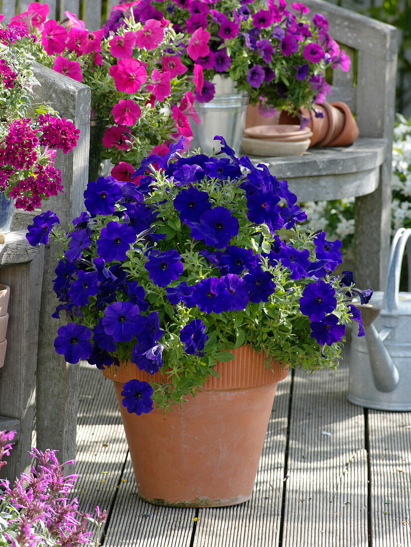 Petunia Bingo 'Blue' (blaue Petunie) in Terracotta Topf