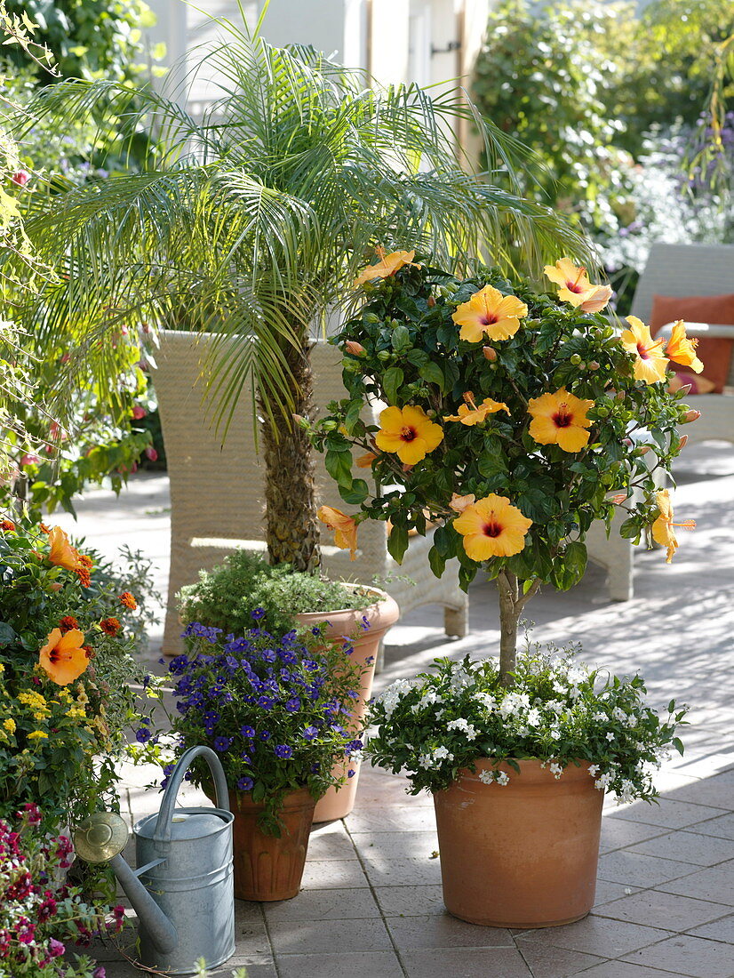 Hibiscus rosa-sinensis 'Harvest Sunset' (Roseneibisch)