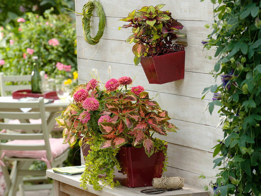 Coleus 'Rainbow' 'Fishnet Stockings' (Buntnesseln), Zinnia (Zinnien