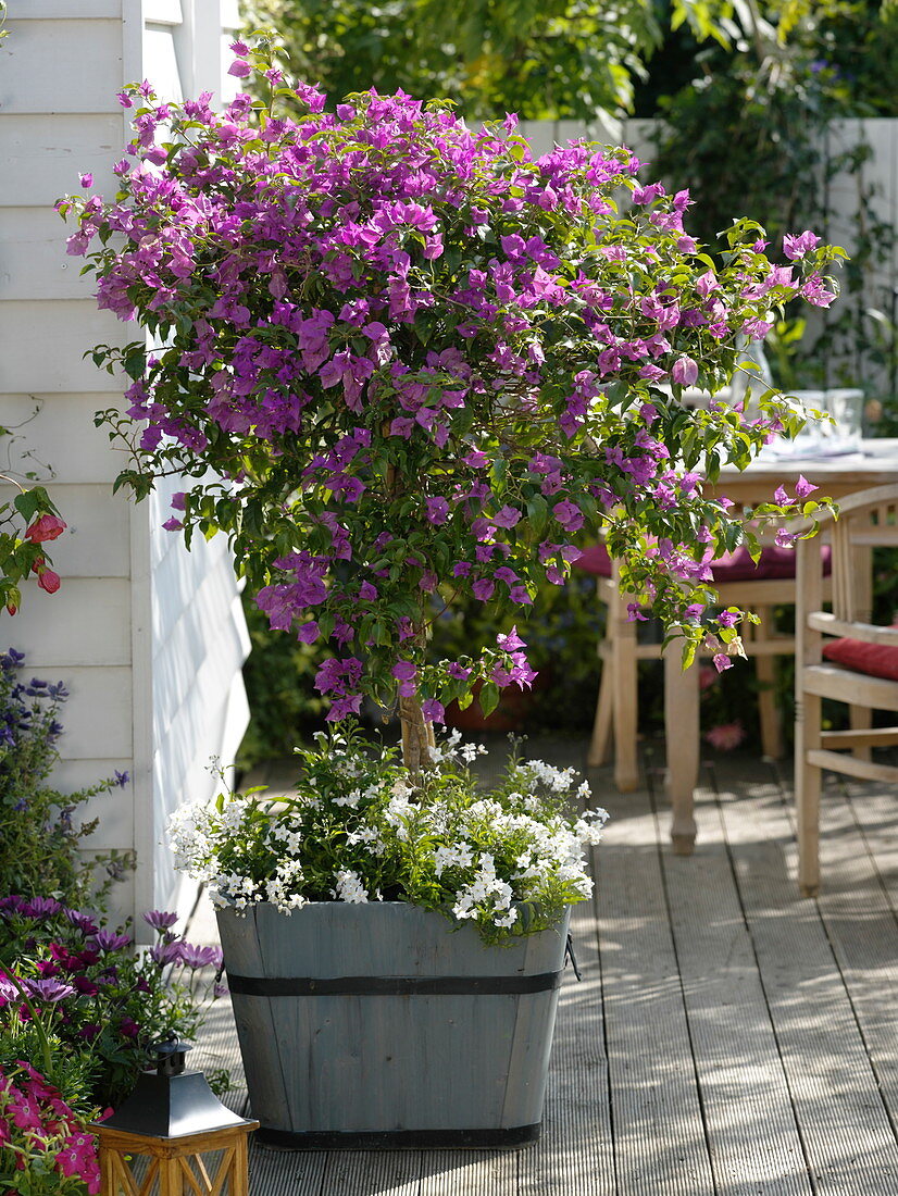 Bougainvillea unterpflanzt mit Solanum jasminoides (Jasmin-Nachtschatten)