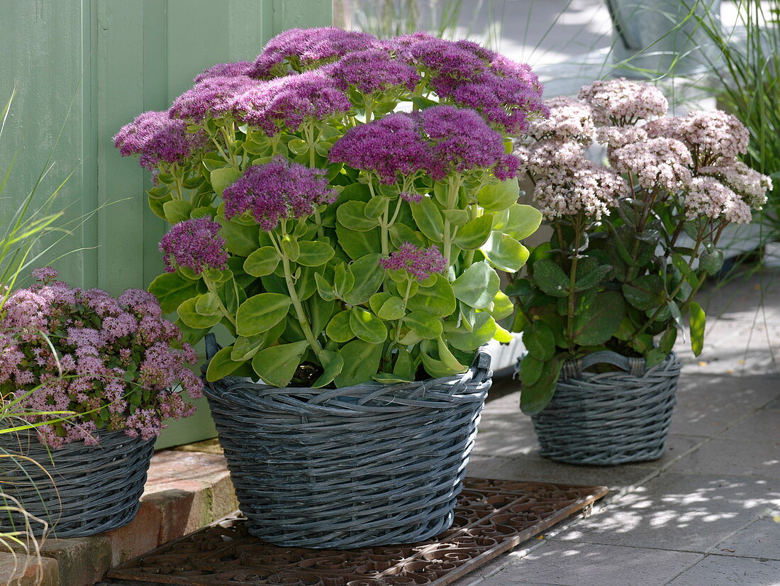 Sedum telephium 'Carl' 'Matrona' (Fetthenne) in Körben