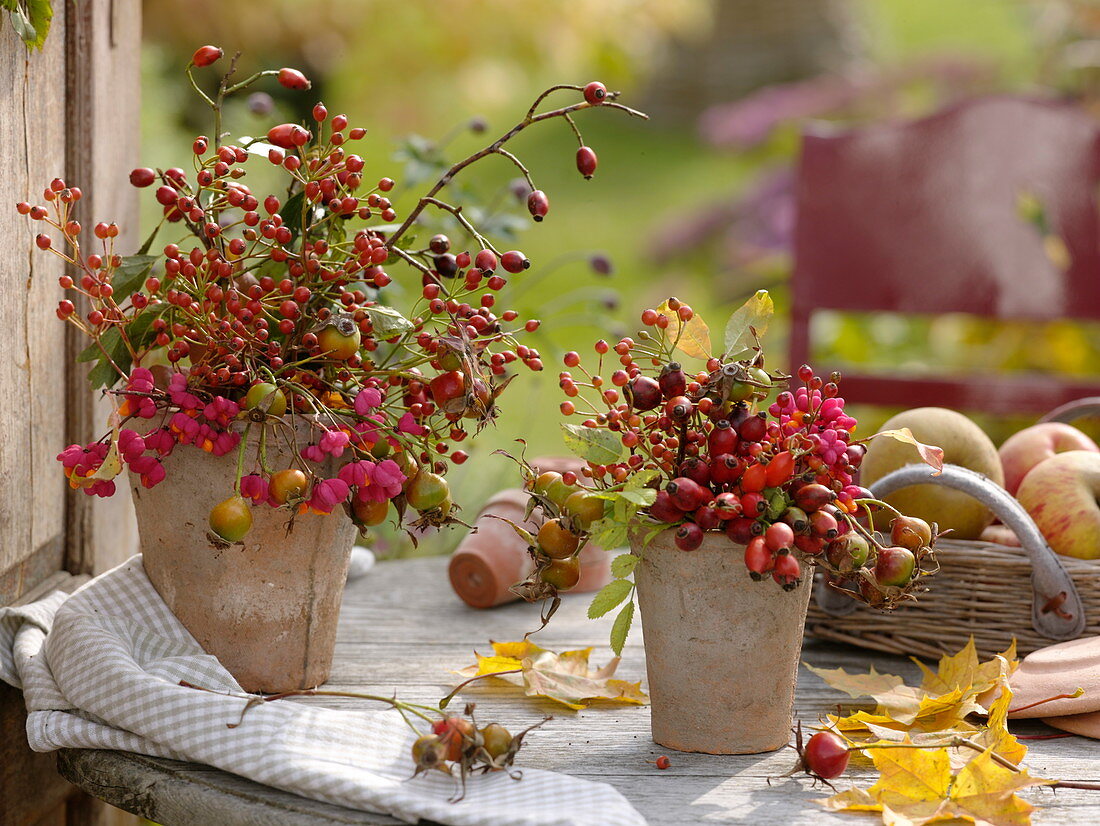 Rosehips and Euonymus in terracotta pots