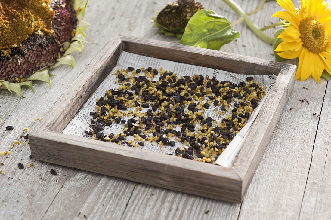 Seeds of Helianthus (sunflower) are drying