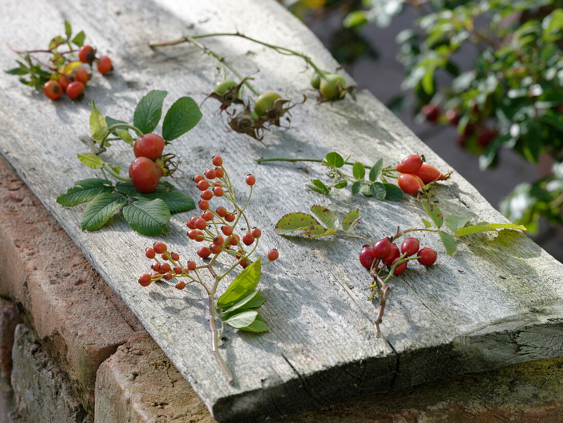 Rosehips board