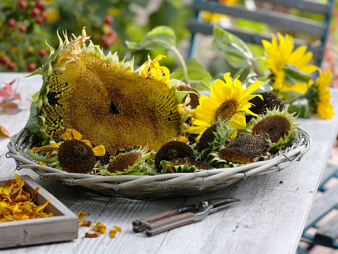 Verblühte Köpfe von Helianthus (Sonnenblumen) zur Samenernte