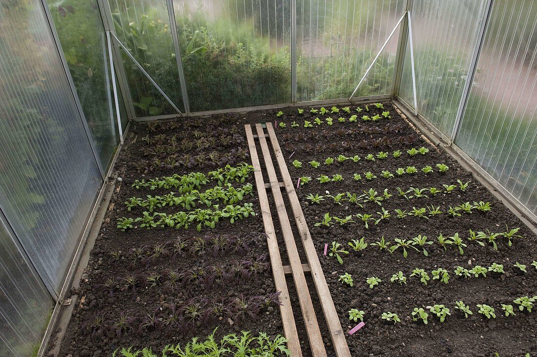 Greenhouse with different young salad plants