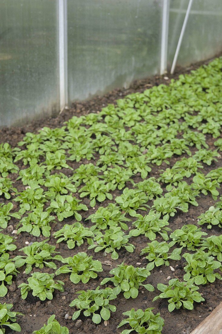 Greenhouse with corn salad (Valerianella locusta)