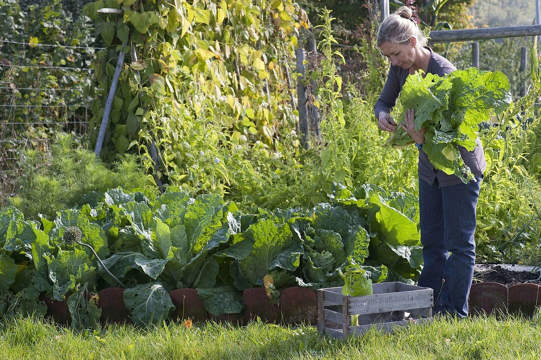 Frau erntet Chinakohl (Brassica) im Gemüsegarten