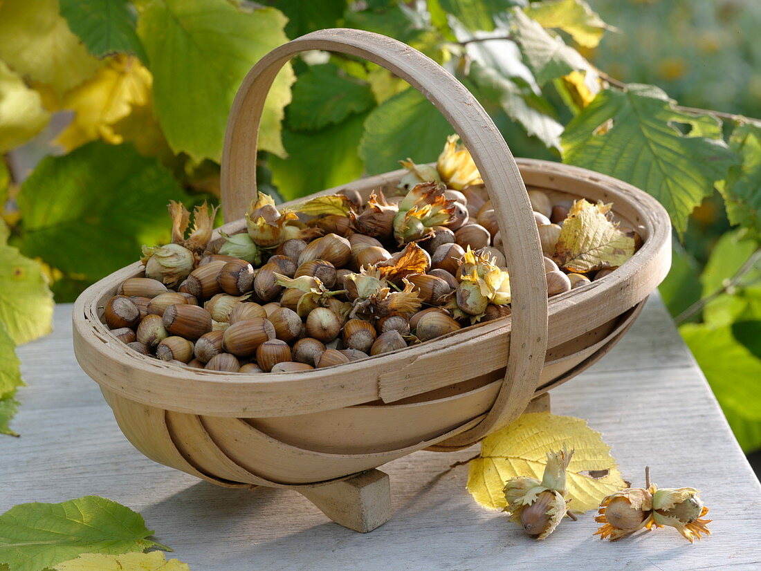 Freshly harvested hazelnuts (Corylus avellana) in the basket