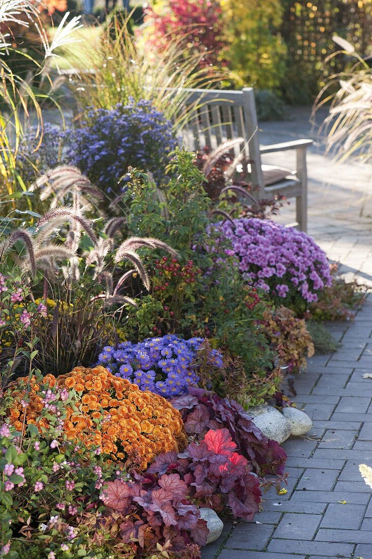 Herbstbeet mit Chrysanthemum (Herbstchrysanthemen), Heuchera