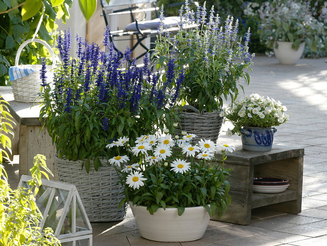 Salvia farinacea, Leucanthemum 'White Mountain'