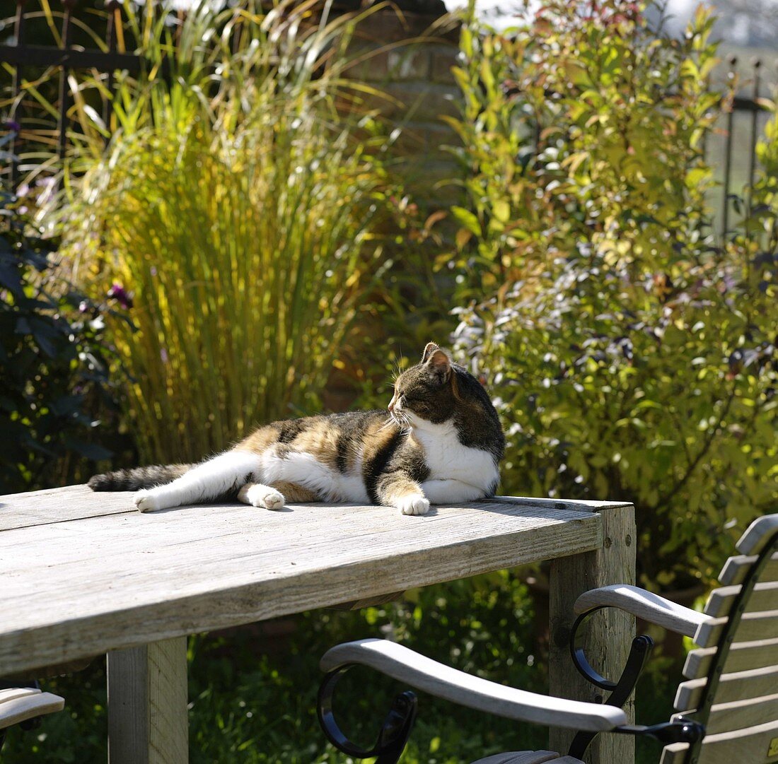 Katze Minka sonnt sich auf Tisch