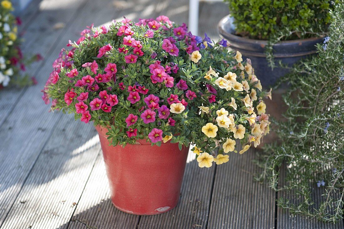 Three different Calibrachoa planted in large tubs