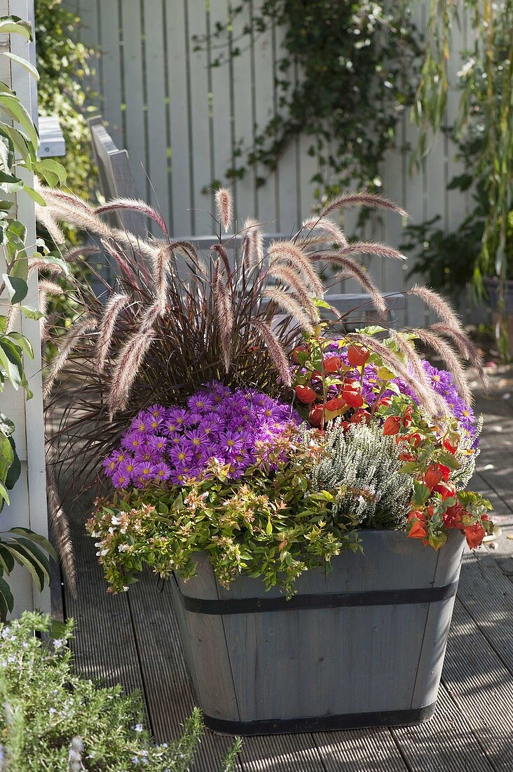 Plant wooden tubs in the autumn with grass and asters
