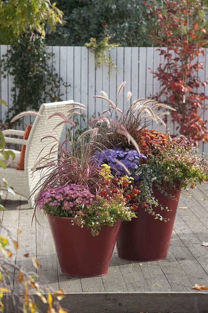 Pennisetum 'Dwarf Rubrum', Ajania Bellania 'Bengo'