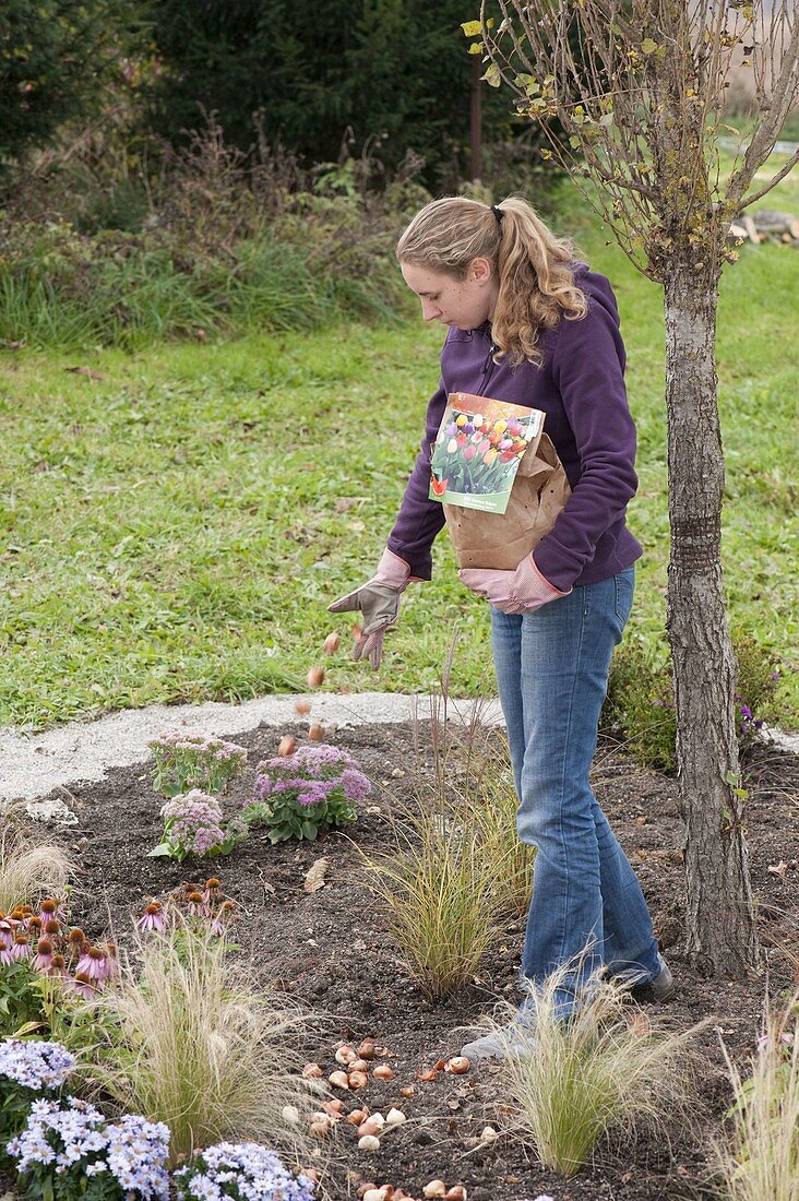Plant perennial flowerbed with grasses and tulip bulbs
