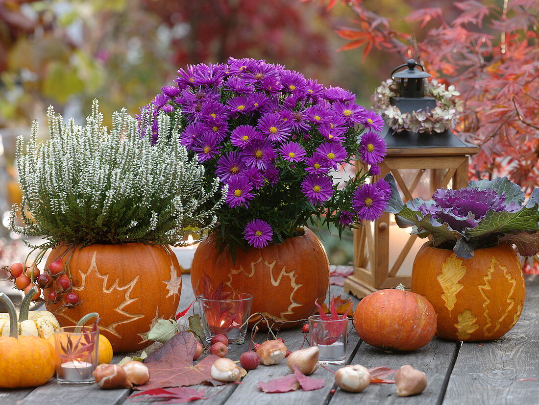 Pumpkins with carving patterns as planters