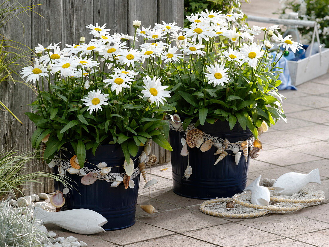 Leucanthemum 'White Mountain' decorated with maritime shells