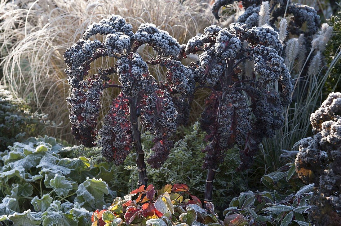 Überfrorenes Herbstbeet mit Stauden und Gräsern