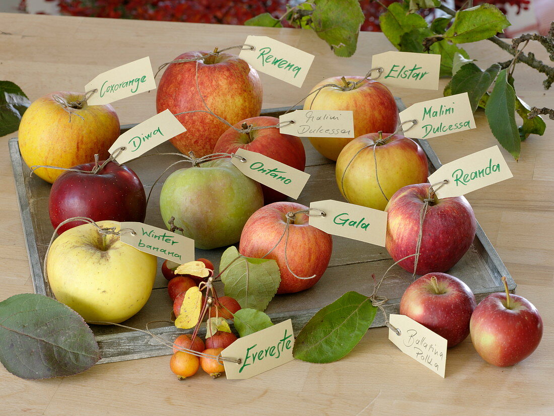 Äpfel (Malus) mit Namensschildern auf Holz-Tablett