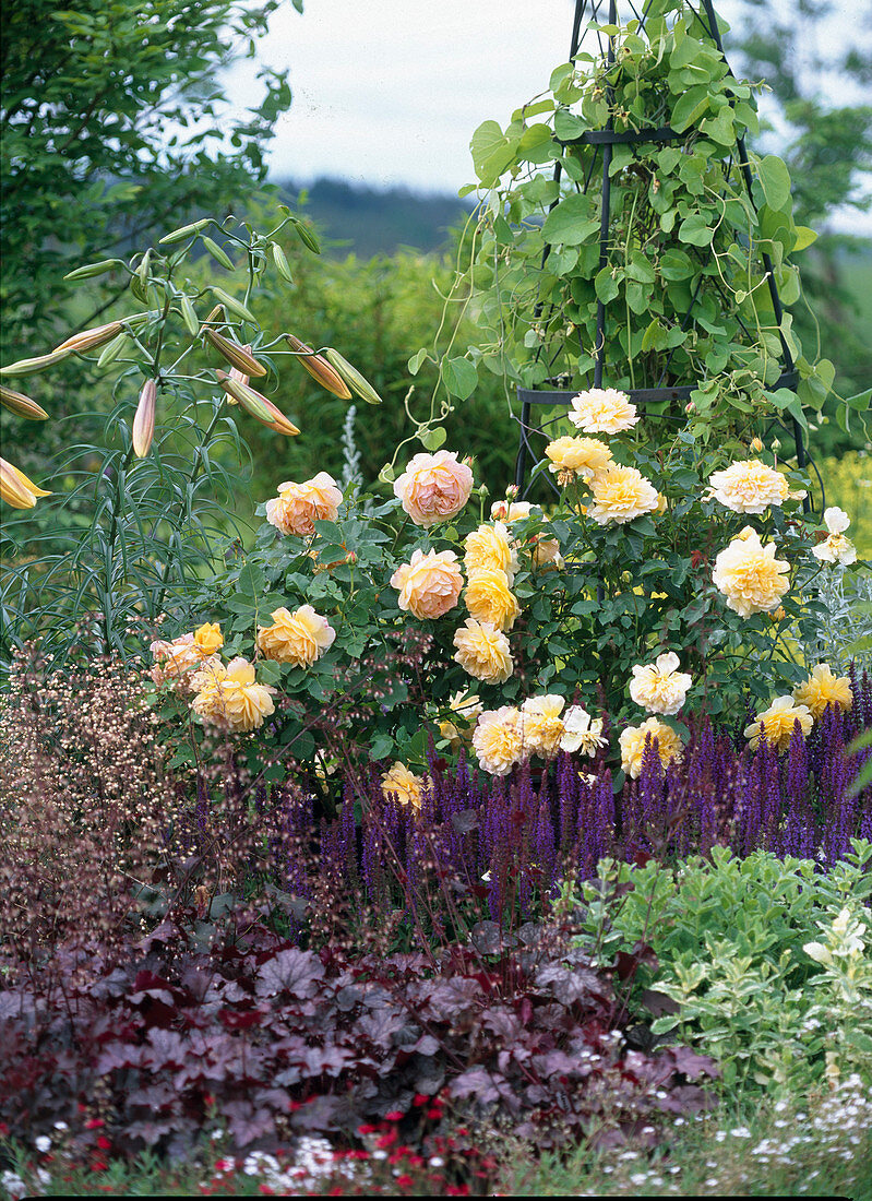 Rosa 'Molineux' 'Sweet Juliet' / Englische Duftrosen