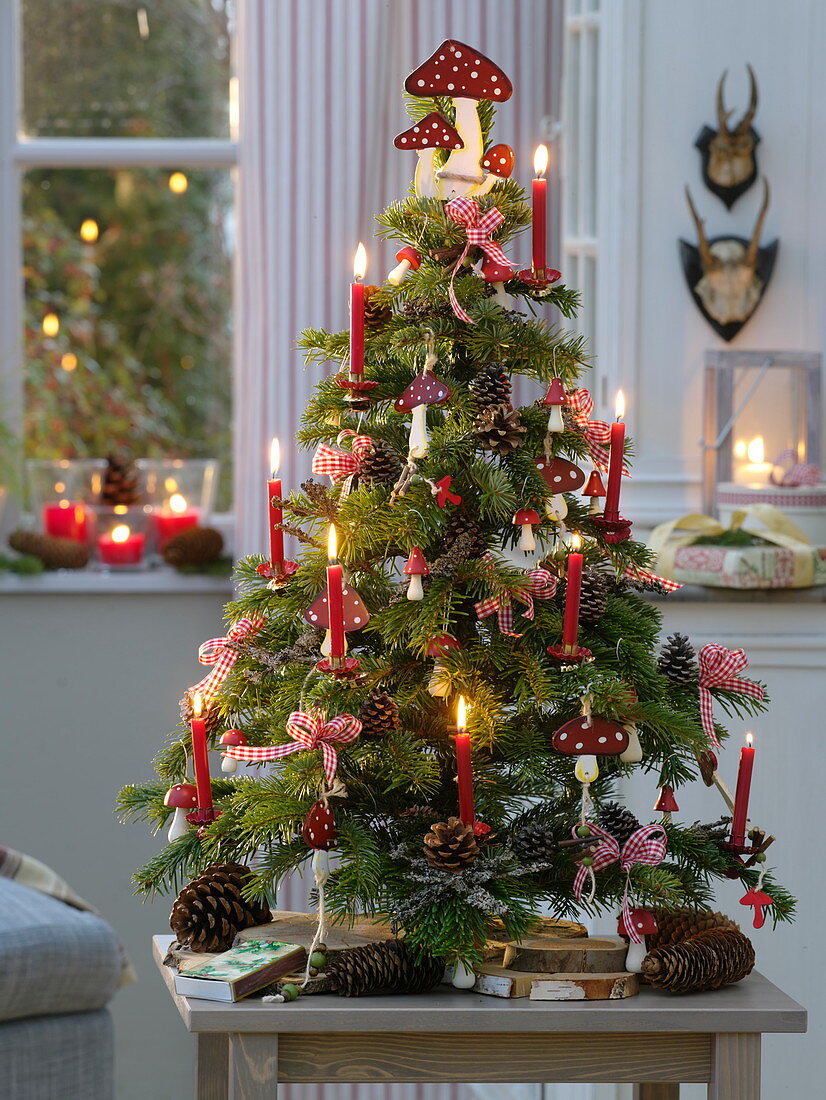 Small, bound Abies (Nordmann fir) as Christmas tree