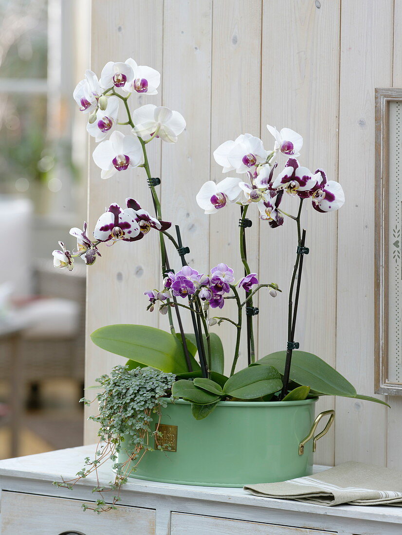 Phalaenopsis (Malay flower, butterfly orchid), Pilea