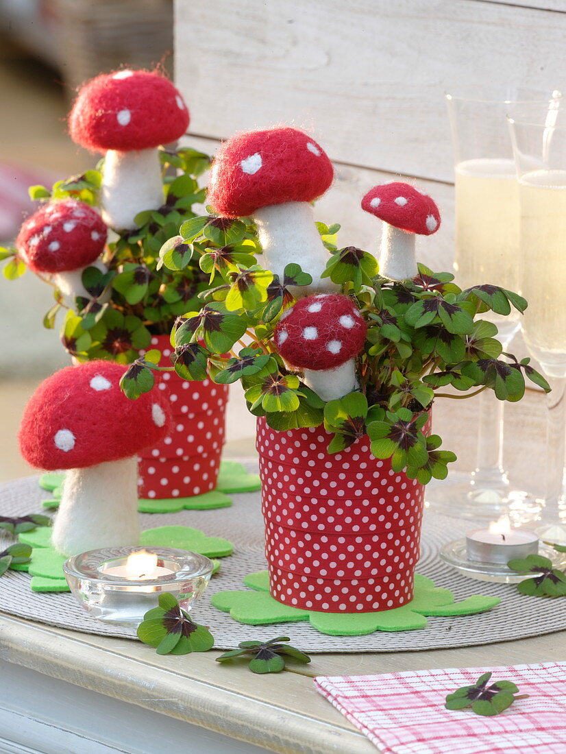 Oxalis deppei (lucky clover) decorated with toadstools made of felt