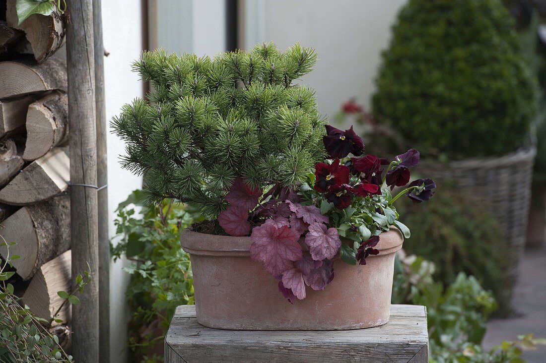 Winter-festively planted terracotta jardiniere