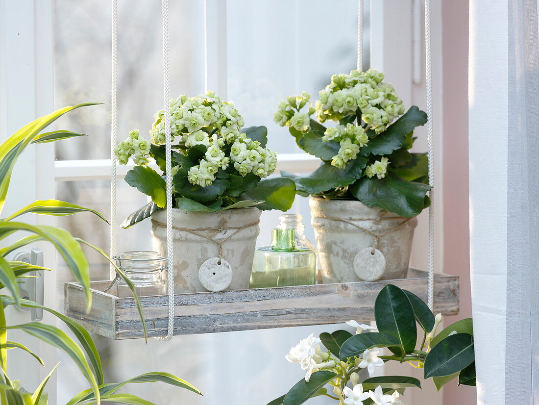 Kalanchoe 'Paris' in a wooden coaster at the window