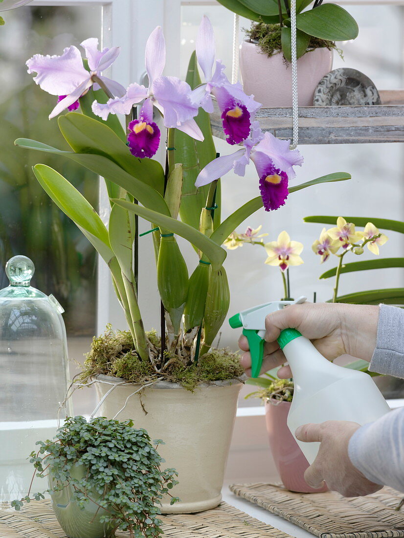 Sprinkling Cattleya trianae (orchid), Pilea (gunner's flower)