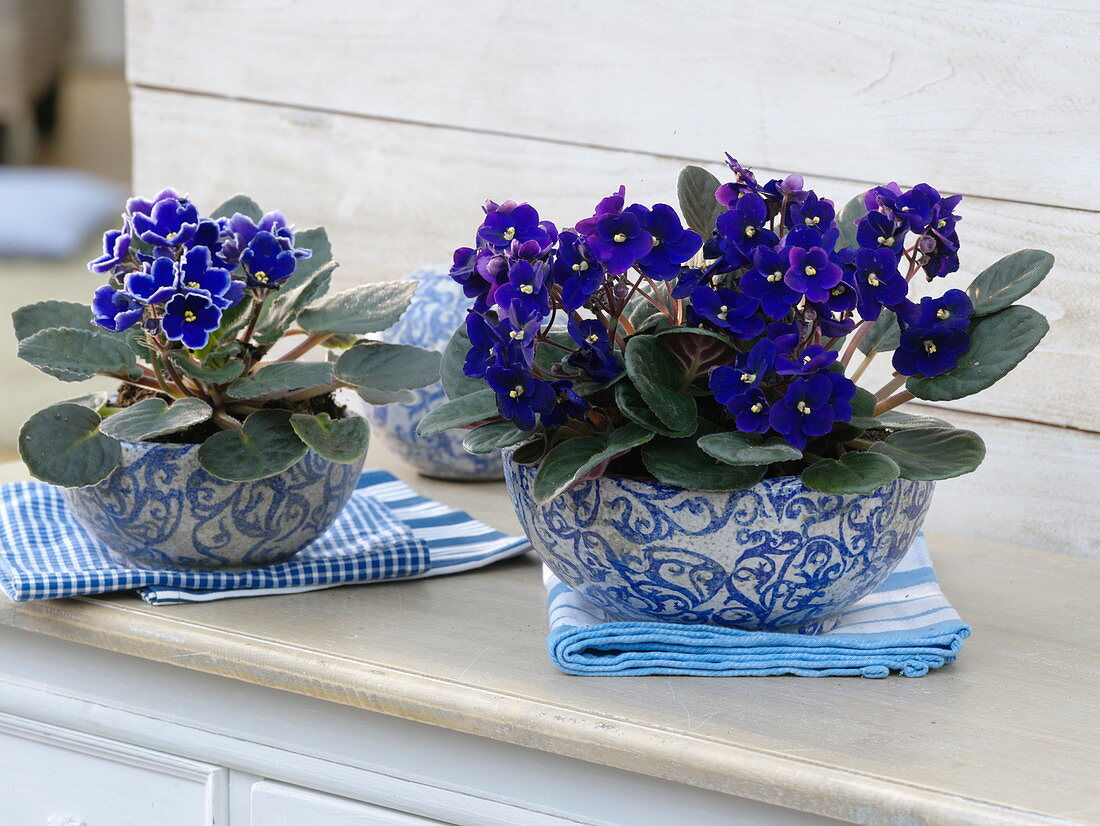 Saintpaulia ionantha (Usambaraveilchen) in blau-weißen Keramik-Schalen
