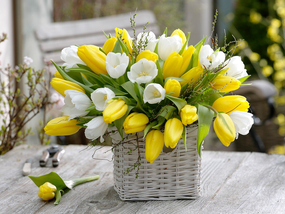 White-yellow Tulipa bouquet 'Royal Virgin', 'Strong Gold'