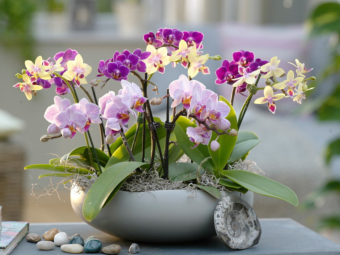 Schale mit Mini-Orchideen : Phalaenopsis