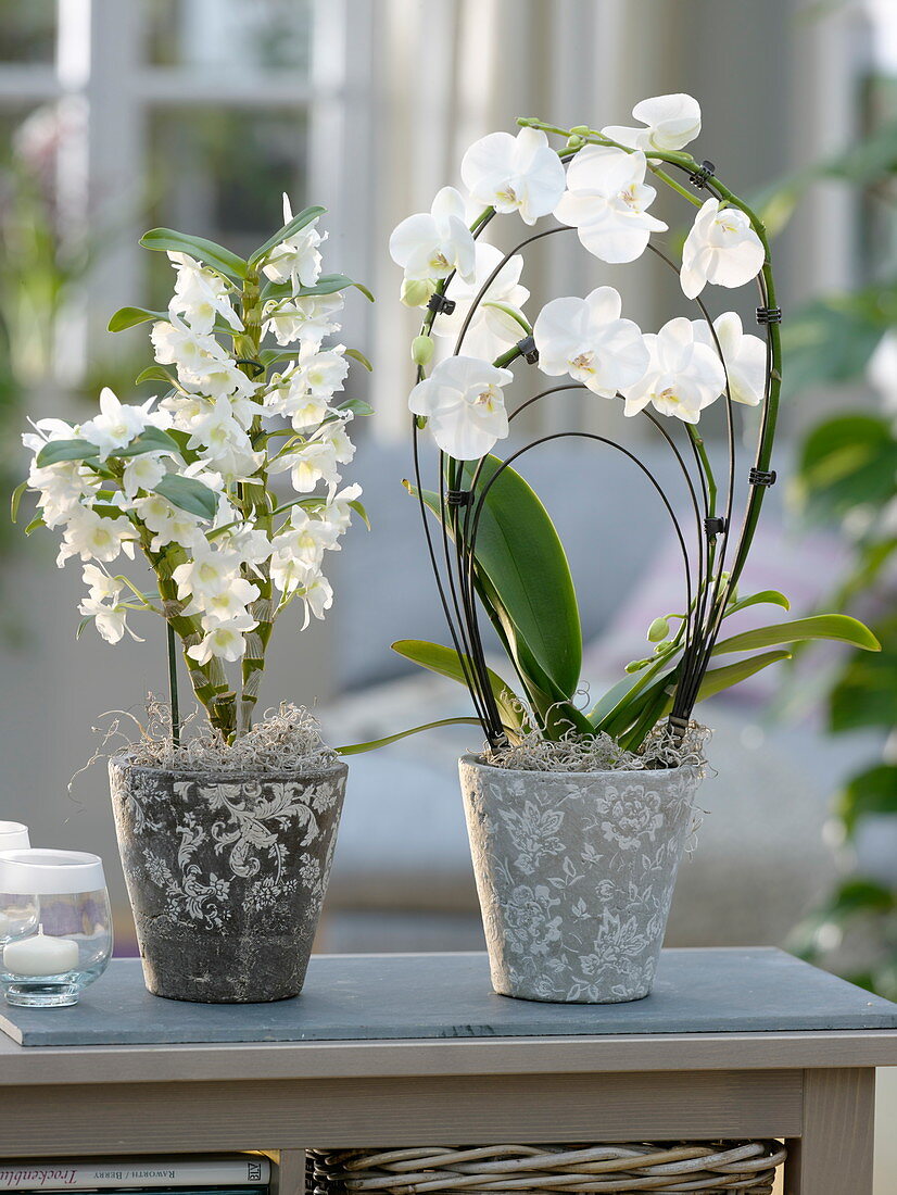 Dendrobium nobile und Phalaenopsis (Orchideen) in grau-weißen Übertöpfen