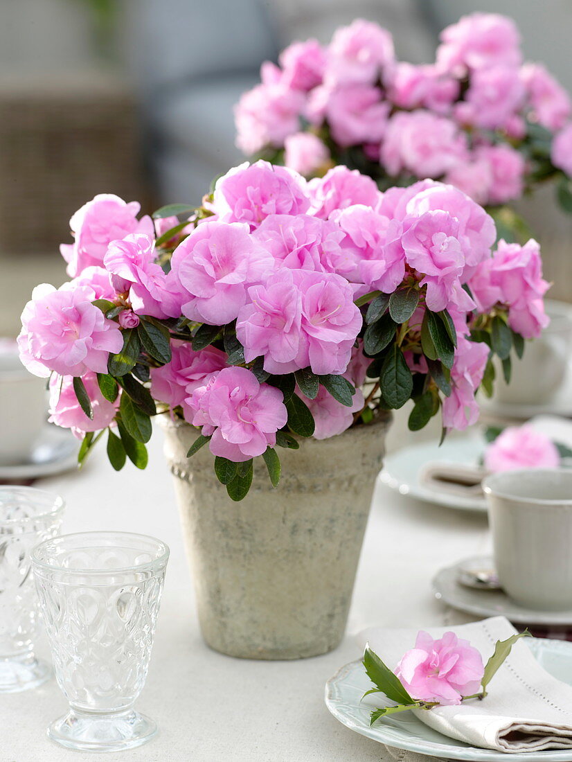 Rhododendron simsii (room azalea) as a table decoration