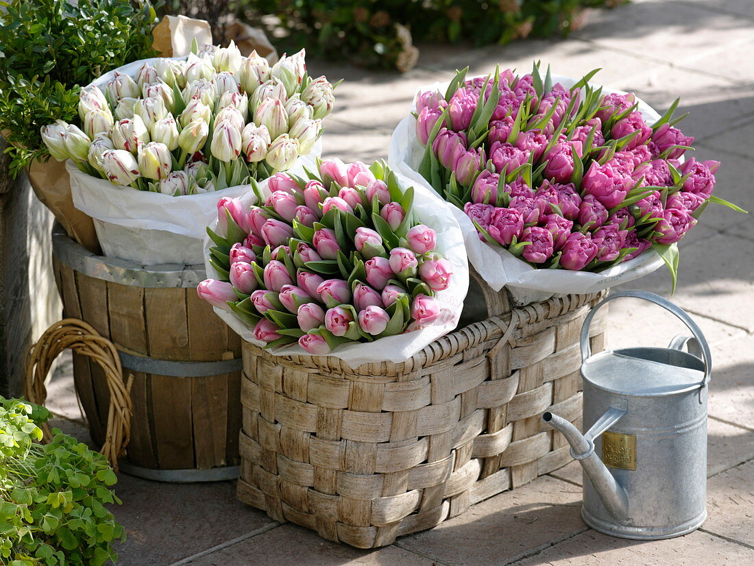Körbe mit Tulipa 'Dynasty' rosa, 'Carneval de Nice' rot-weiß, 'Dior'