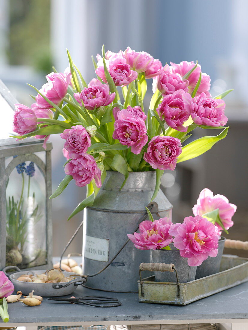 Tulipa 'Dior' (gefüllte Tulpen) in Zink-Gefäßen